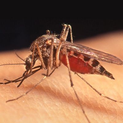 The Spread of Malaria in Texas and Florida: What You Need to Know