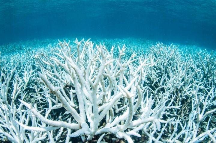 GBR Dawning Report 2025/26: Analyzing the $95B Coral Crisis